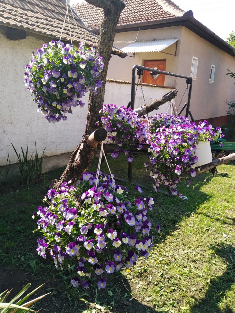 Géczi Bernadett kertje 01